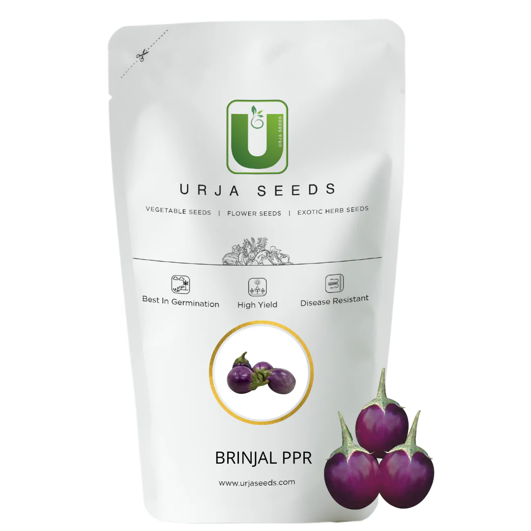 Brinjal Seeds PUSA Purple Round (PPR) - Image 2