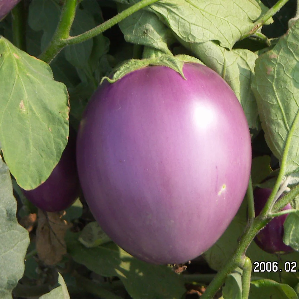 Brinjal Seeds PUSA Purple Round (PPR) - Image 3