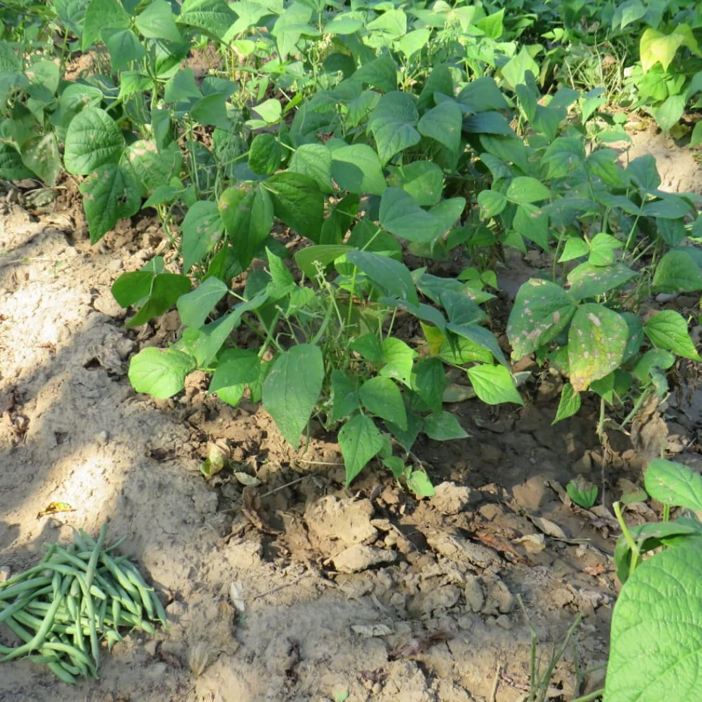 Beans Seeds- Upma - Image 2