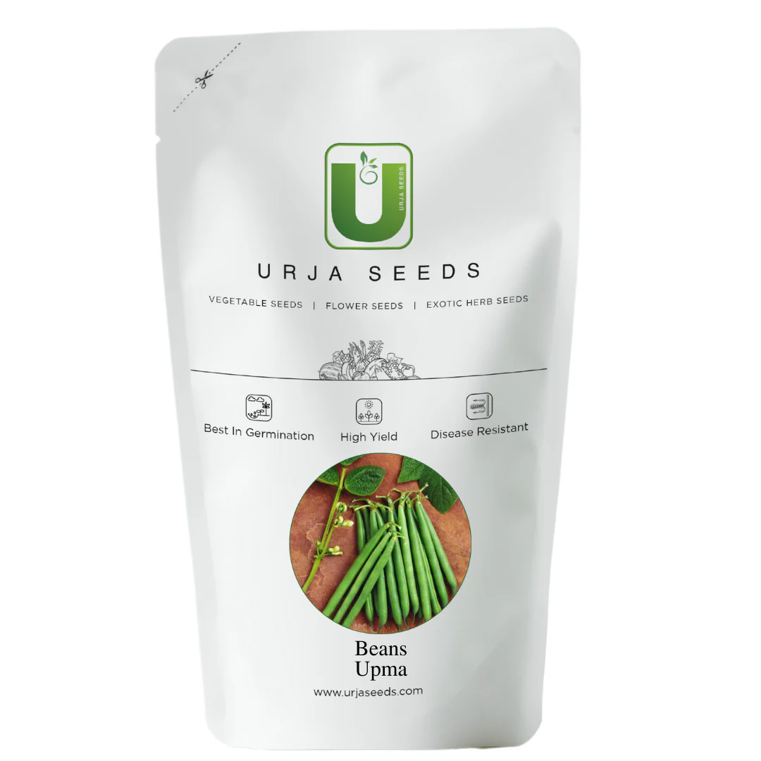 Beans Seeds- Upma - Image 3