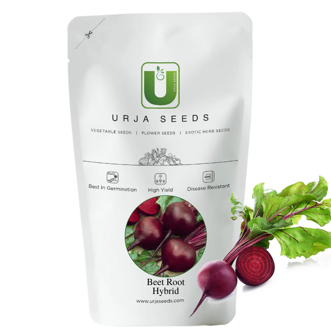 Beetroot Seeds F-1 Hybrid Maharaja Red - Image 3