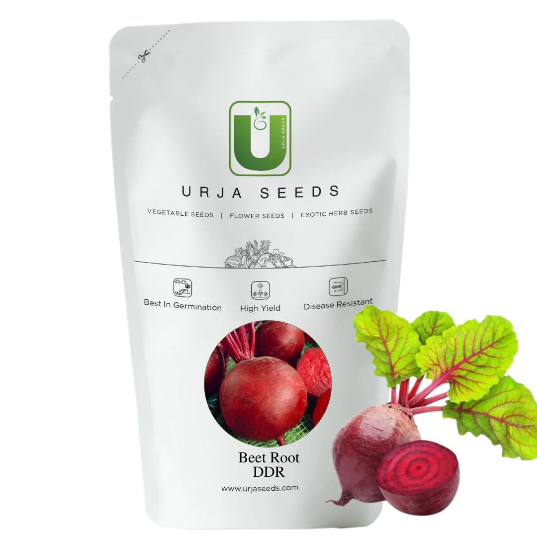 Beetroot Seeds- Detroit Dark Red (DDR) - Image 3