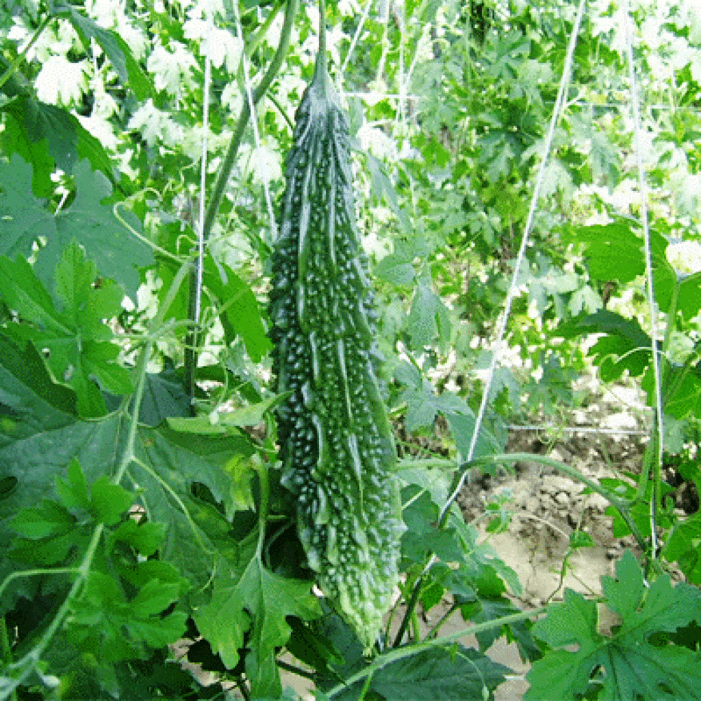 Bitter Gourd Seeds F-1 Hybrid Pure Green - Image 2