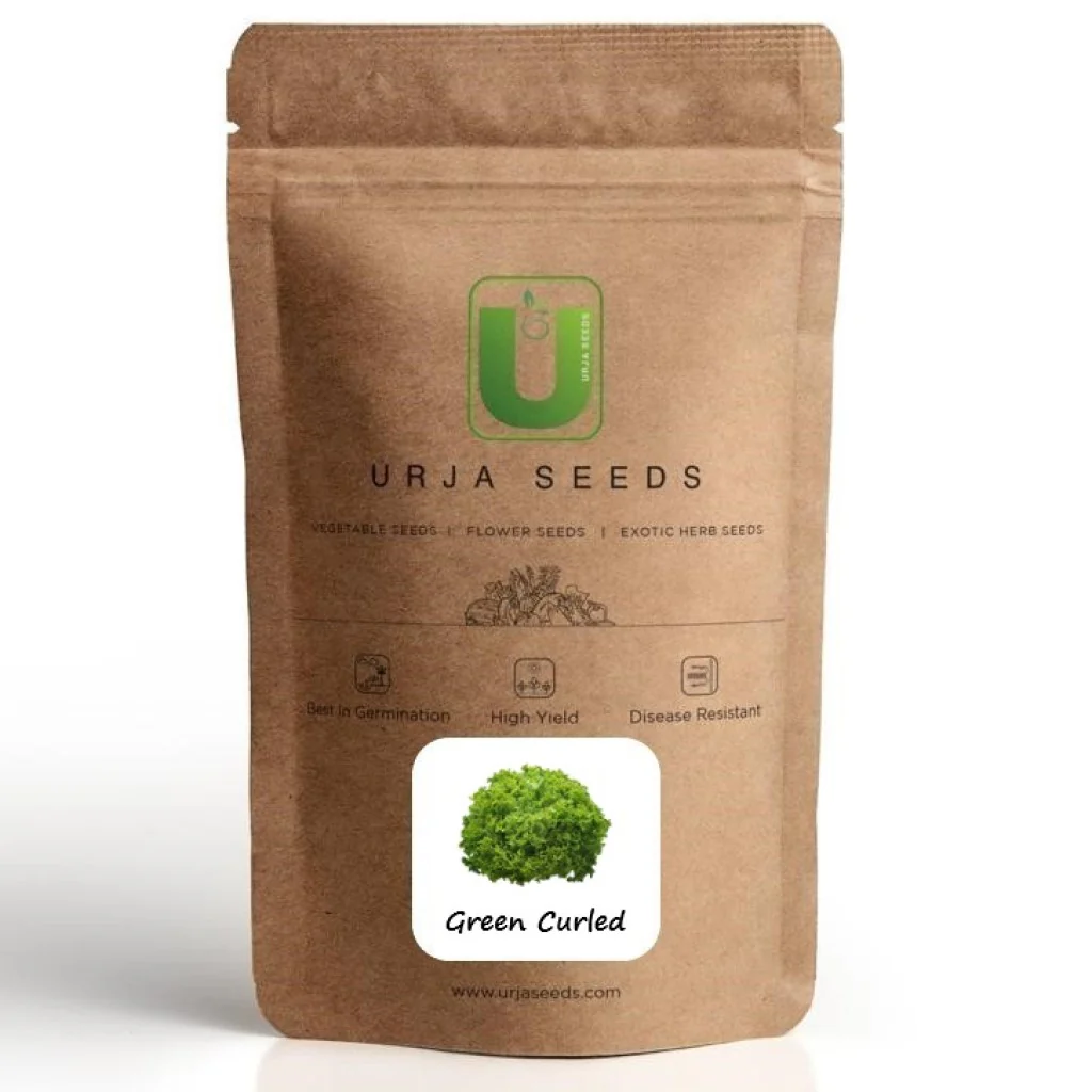 Lettuce Green Curled - Vegetable Seeds - Image 2