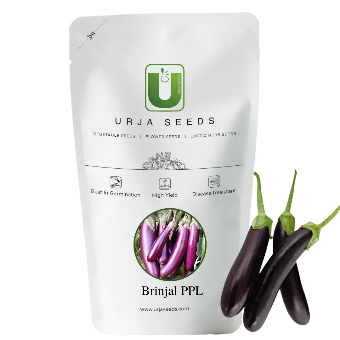 Brinjal Seeds F-1 Hybrid US-5253 (Long Purple) - Image 2