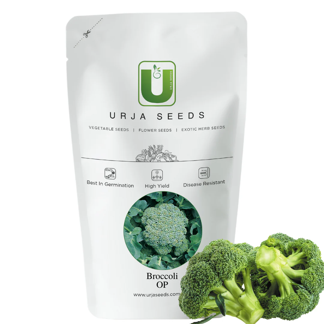 Broccoli Seeds-Green Sprouting - Image 2