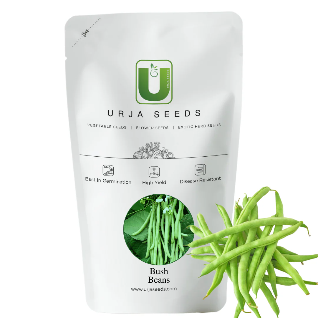 Beans Seeds Chanda (Bush Beans) - Image 4