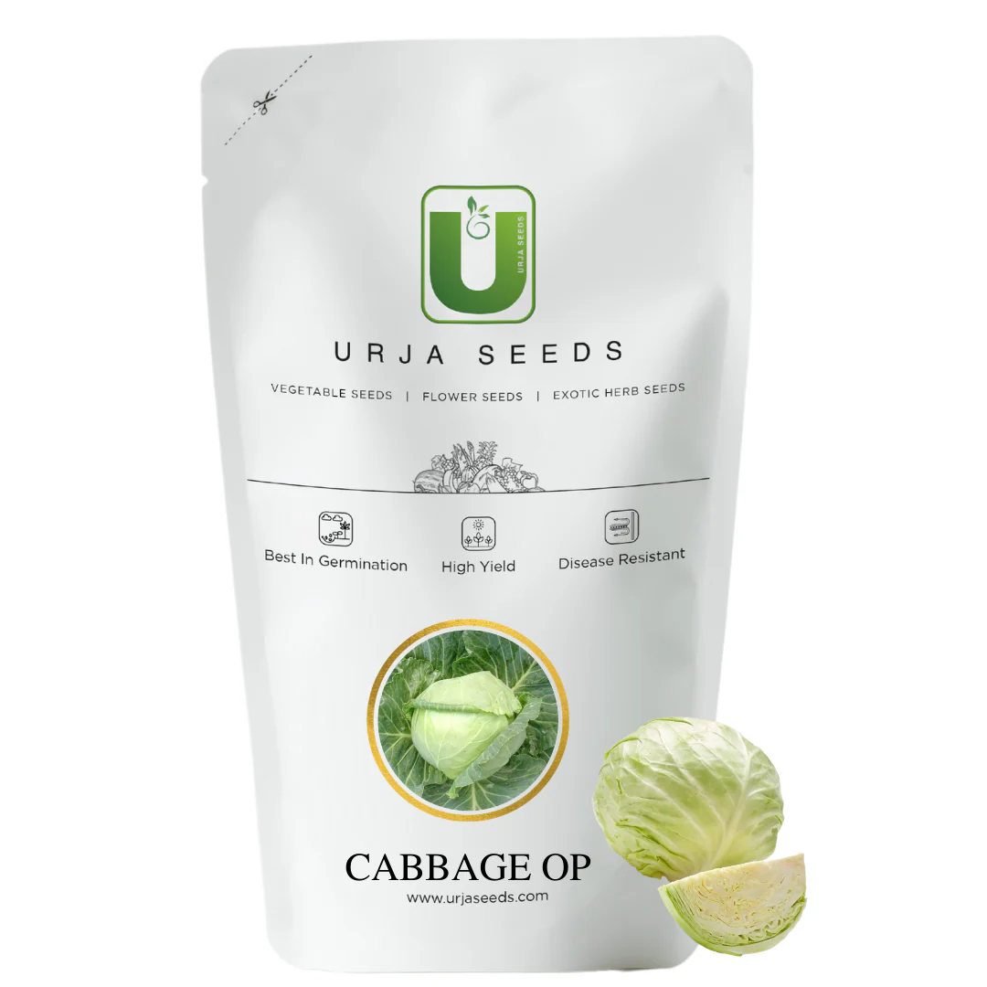 Cabbage Seeds New Green Star (Imp) - Image 2
