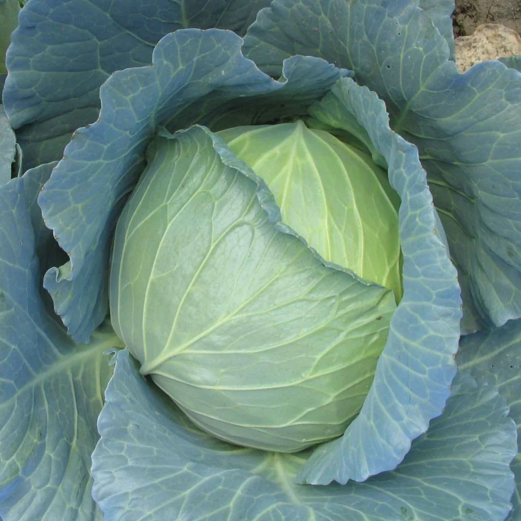 Cabbage Seeds F-1 Hybrid Urja Bharat