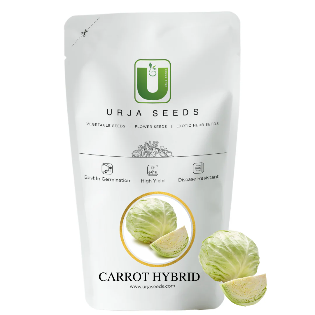 Cabbage Seeds F-1 Hybrid Urja Bharat - Image 2