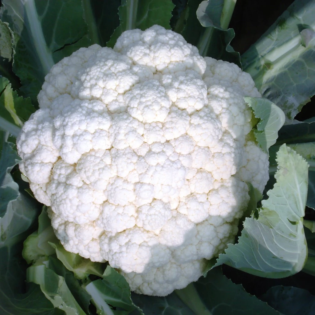 Cauliflower Seeds Galaxy - Image 3