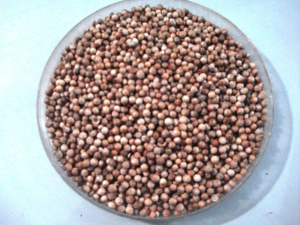 Coriander Seeds Whole - Image 3
