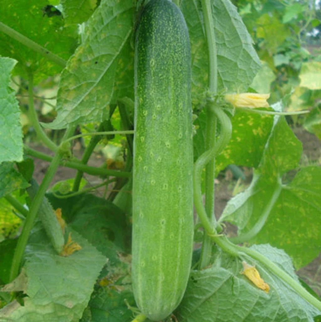 Cucumber Seeds F-1 Hybrid US-9090 (Light Green) - Image 3