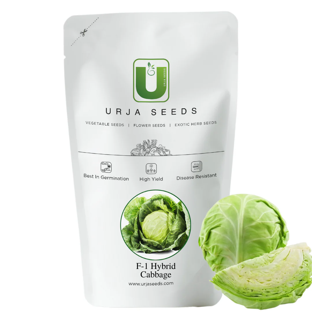 Cabbage Seeds F-1 Hybrid US-47 - Image 2