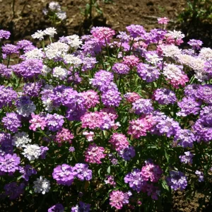 Candytuft Dwarf Mixed - Flower Seeds