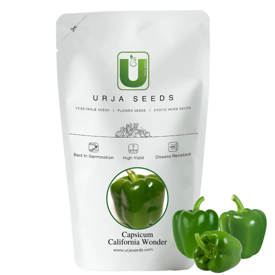 Capsicum Seeds California Wonder - Image 2