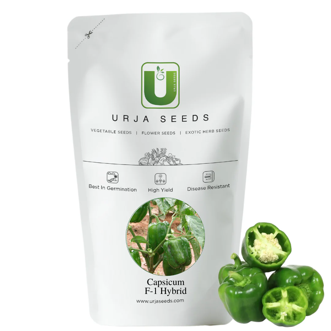 Capsicum Seeds F-1 Hybrid Crystal Urja Green (Imp) - Image 3