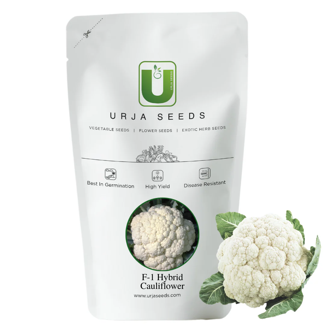 Cauliflower Seeds F-1 Hybrid Agri 2 - Image 2