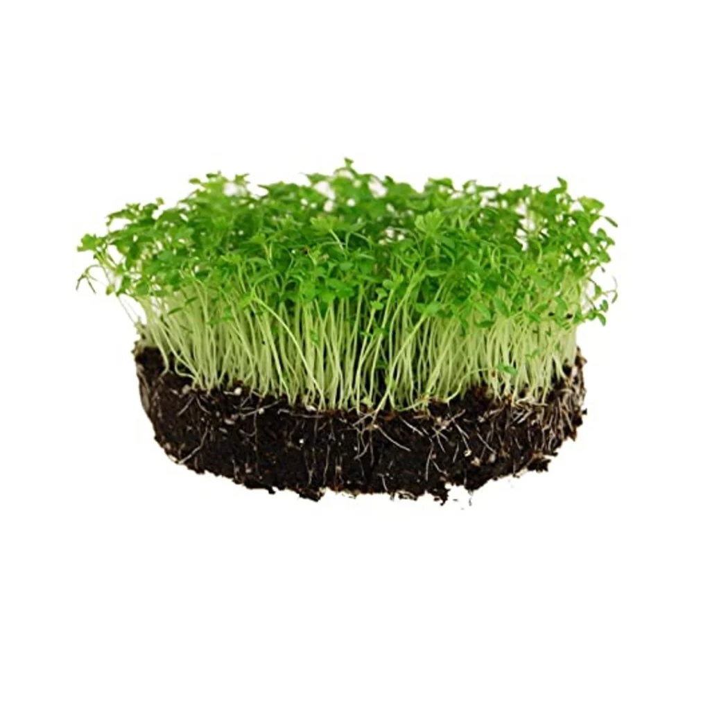 Celery -Micro green Seeds - Image 3