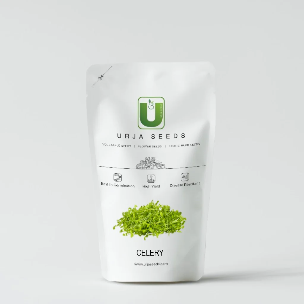 Celery -Micro green Seeds - Image 2