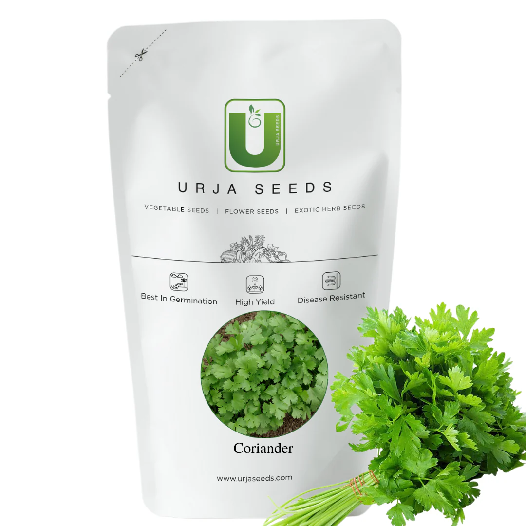 Coriander Seeds Whole - Image 2