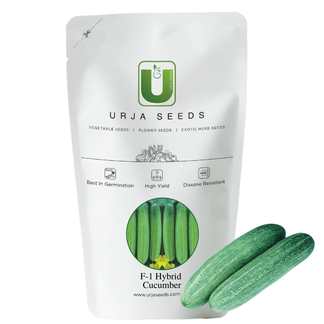 Cucumber Seeds F-1 Hybrid Bella (Poly-House Variety) - Image 2