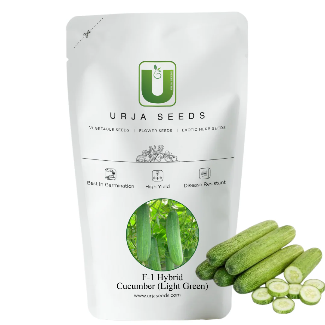 Cucumber Seeds F-1 Hybrid US-8080 - Image 2