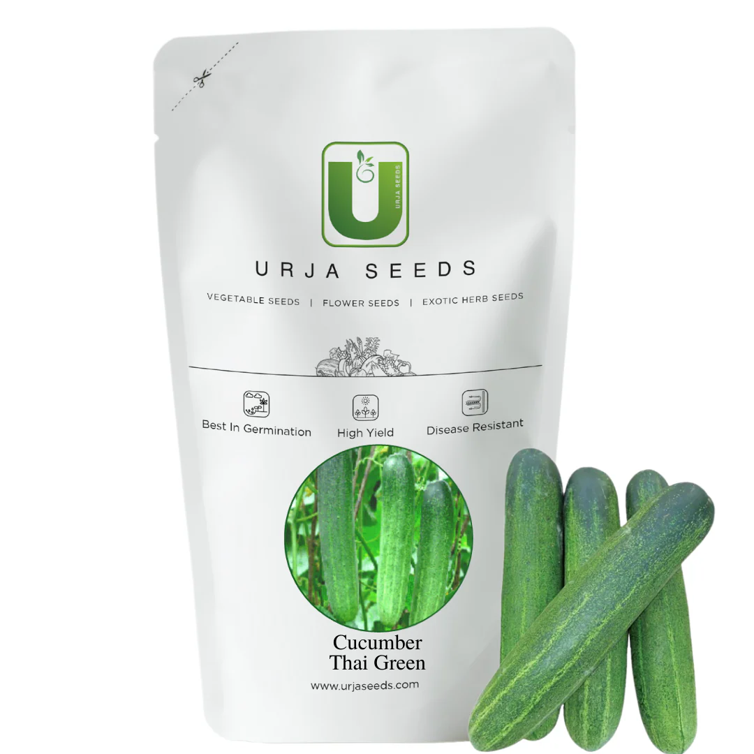 Cucumber Seeds F-1 Hybrid Thai Green - Image 2