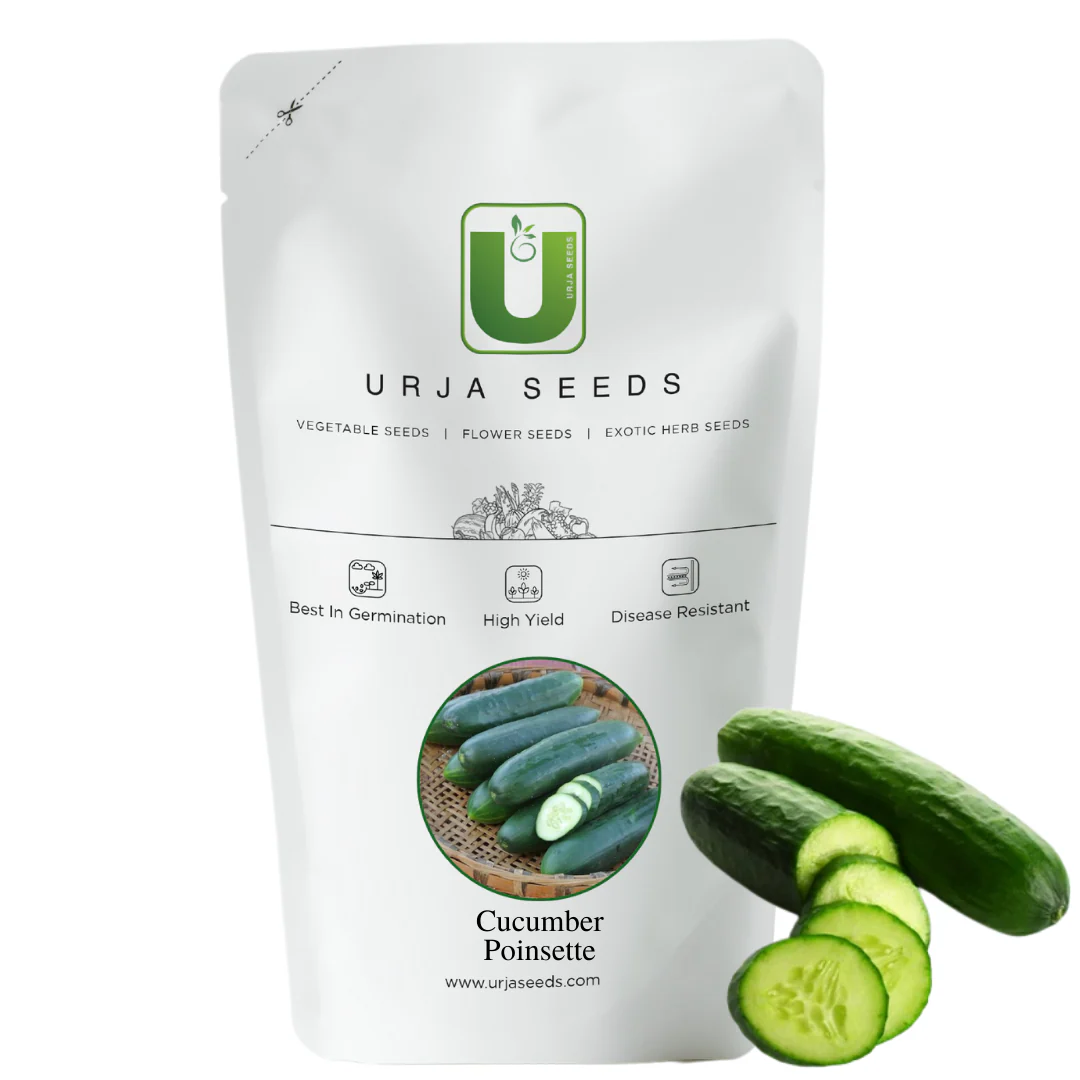 Cucumber Seeds- Poinsette - Image 2