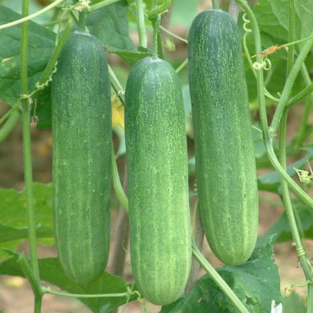 Cucumber Seeds F-1 Hybrid Thai Green - Image 3