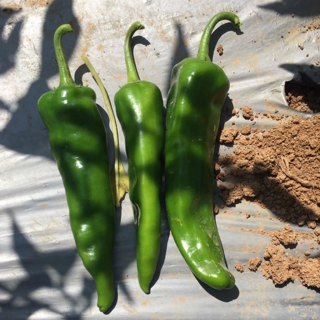 Chilli Seeds F-1 Hybrid US-8283 (Achari) - Image 4