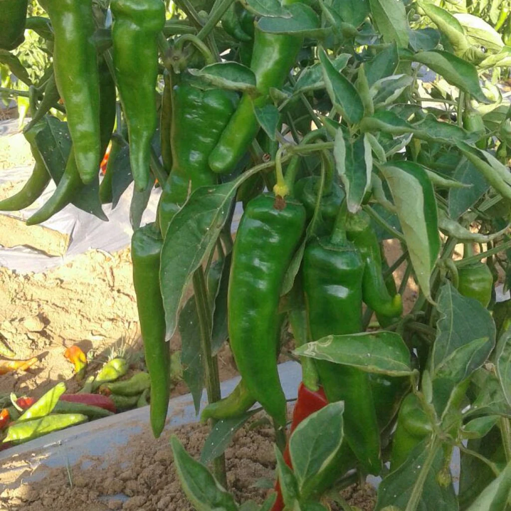 Chilli Seeds F-1 Hybrid US-8283 (Achari) - Image 3