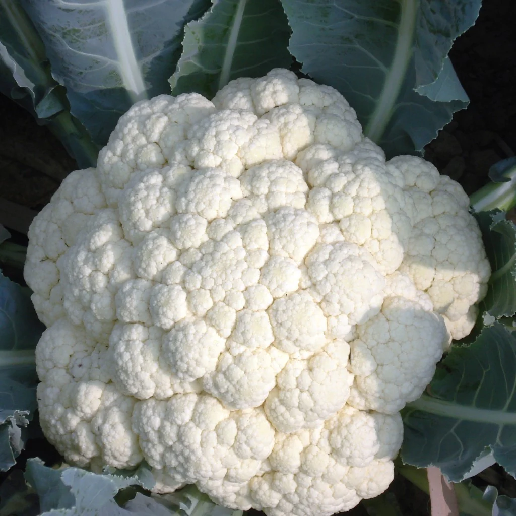 Cauliflower Seeds F-1 Hybrid Winter Queen - Image 3