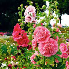 Hollyhock Dwarf Flower Seeds - Image 3
