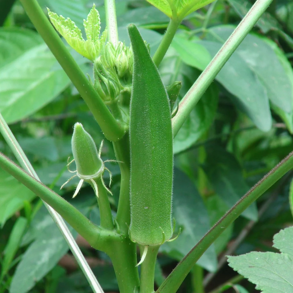 Bhindi Seeds F-1 Hybrid US-120 - Image 3