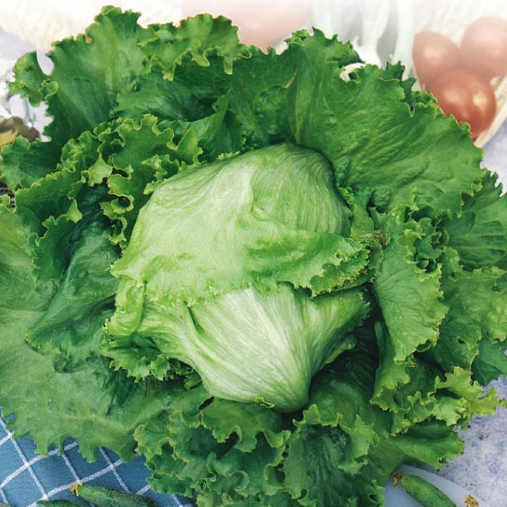 Lettuce Great Lakes - Vegetable Seeds - Image 3