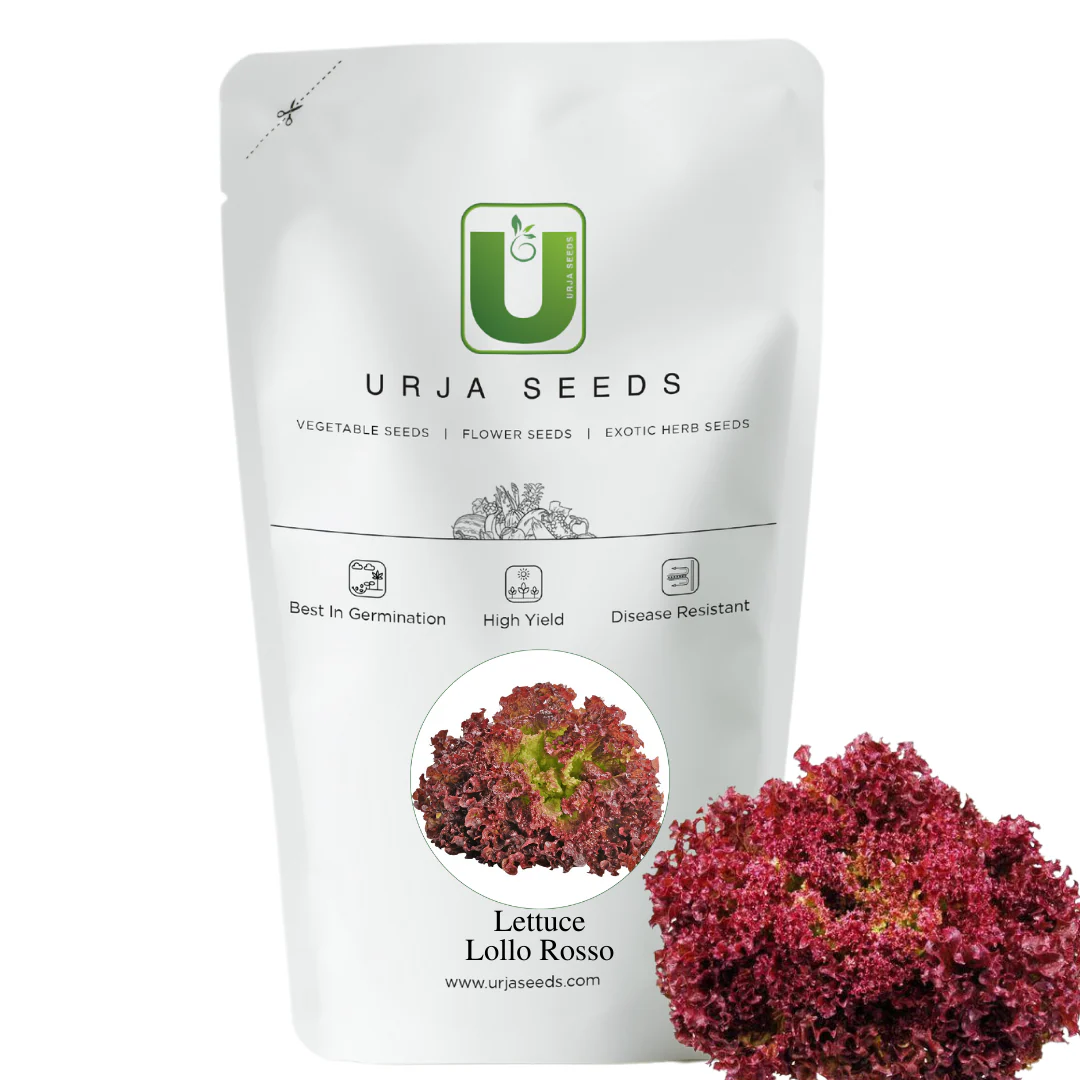 Lettuce Lolla Rossa - Vegetable Seeds - Image 2