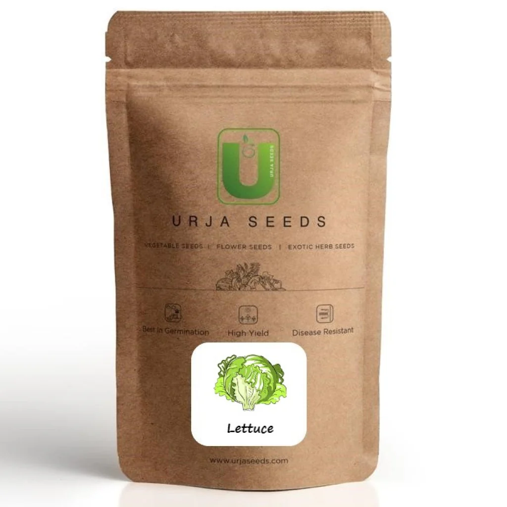 Lettuce Great Lakes - Vegetable Seeds - Image 2