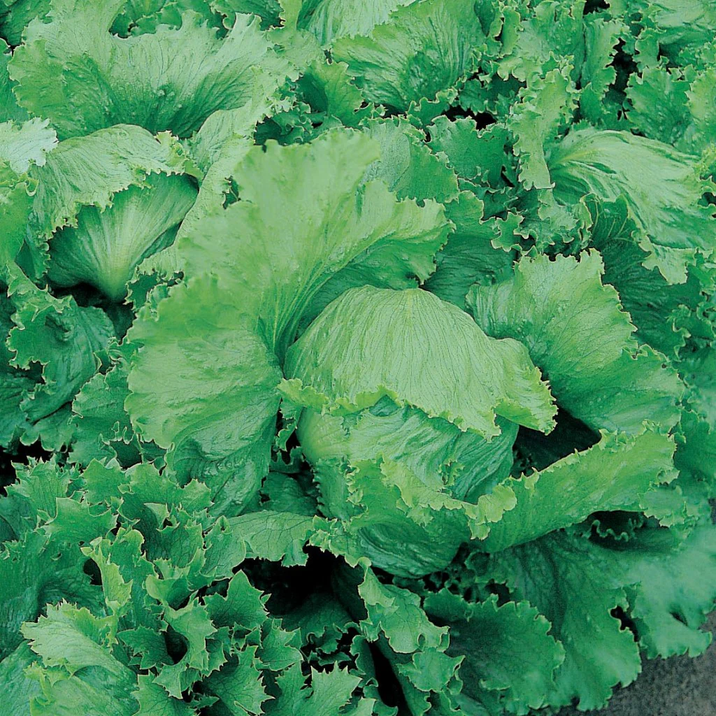 Lettuce Seeds Iceberg - Image 2