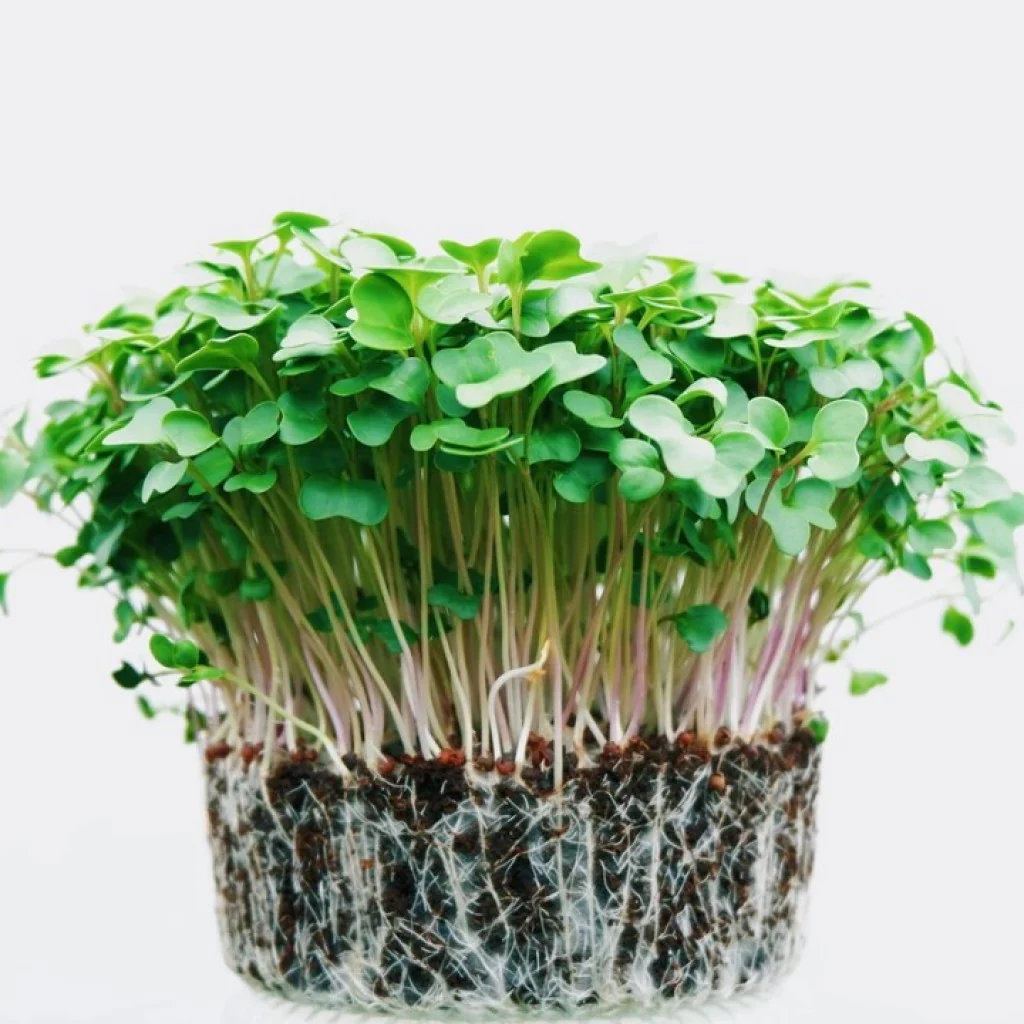 Broccoli -Micro Green Seeds - Image 3