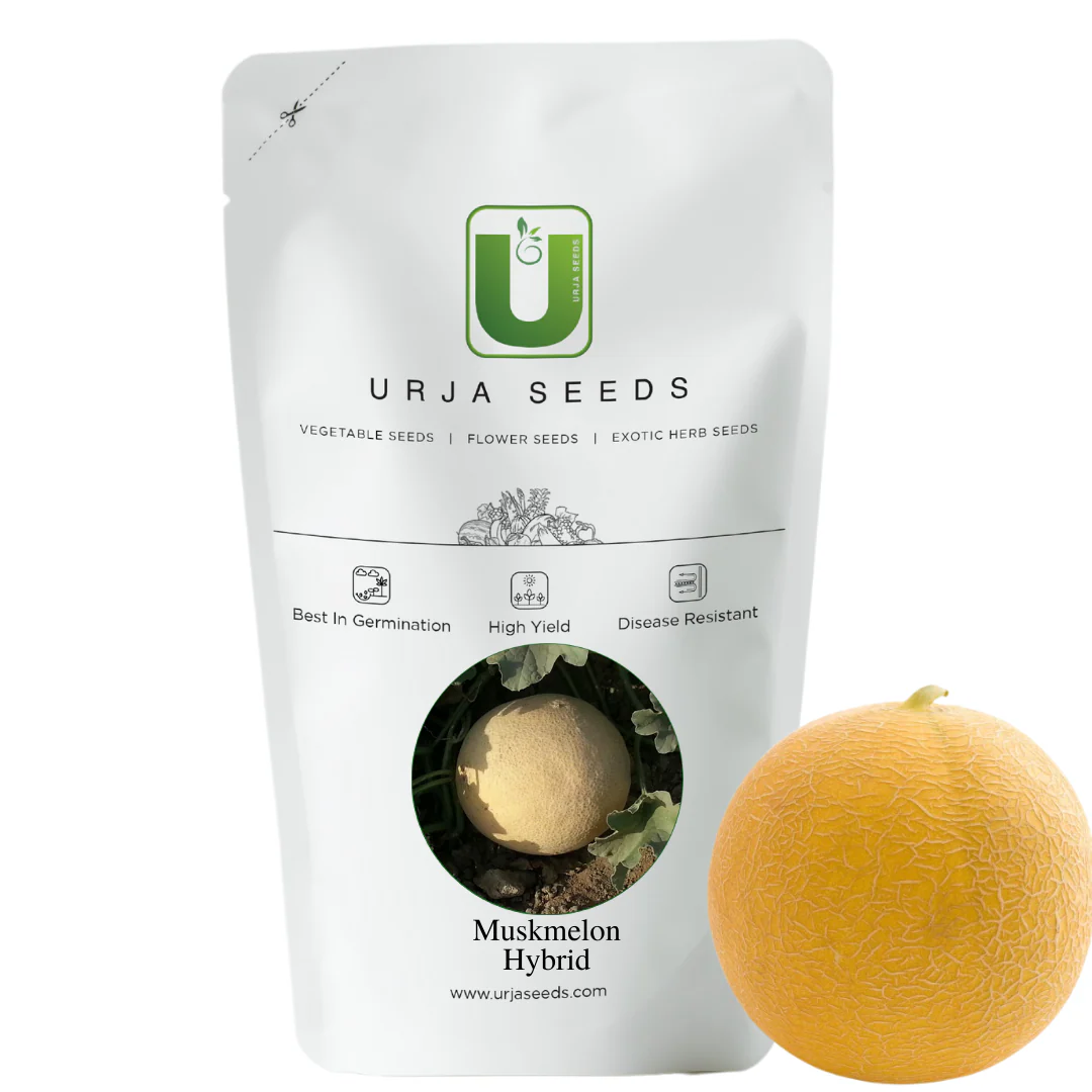 Muskmelon Seeds F-1 Hybrid US-111 - Image 2
