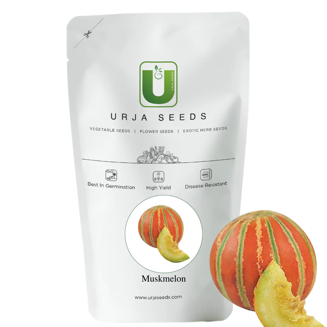 Muskmelon Seeds Kajri - Image 2