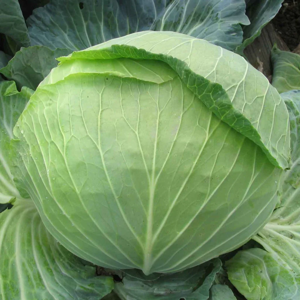 Cabbage Seeds New Green Star (Imp) - Image 3