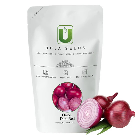 Onion Seeds Nasik Red - Image 2