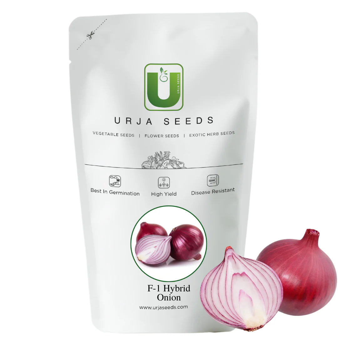 Onion Seeds F-1 Hybrid Red Cosmo - Image 3