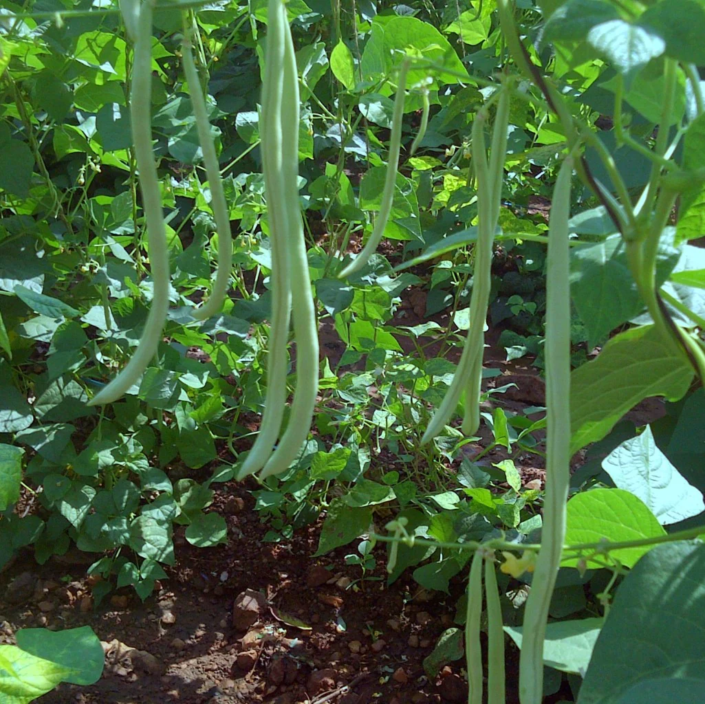Pole Beans Seeds - Image 2