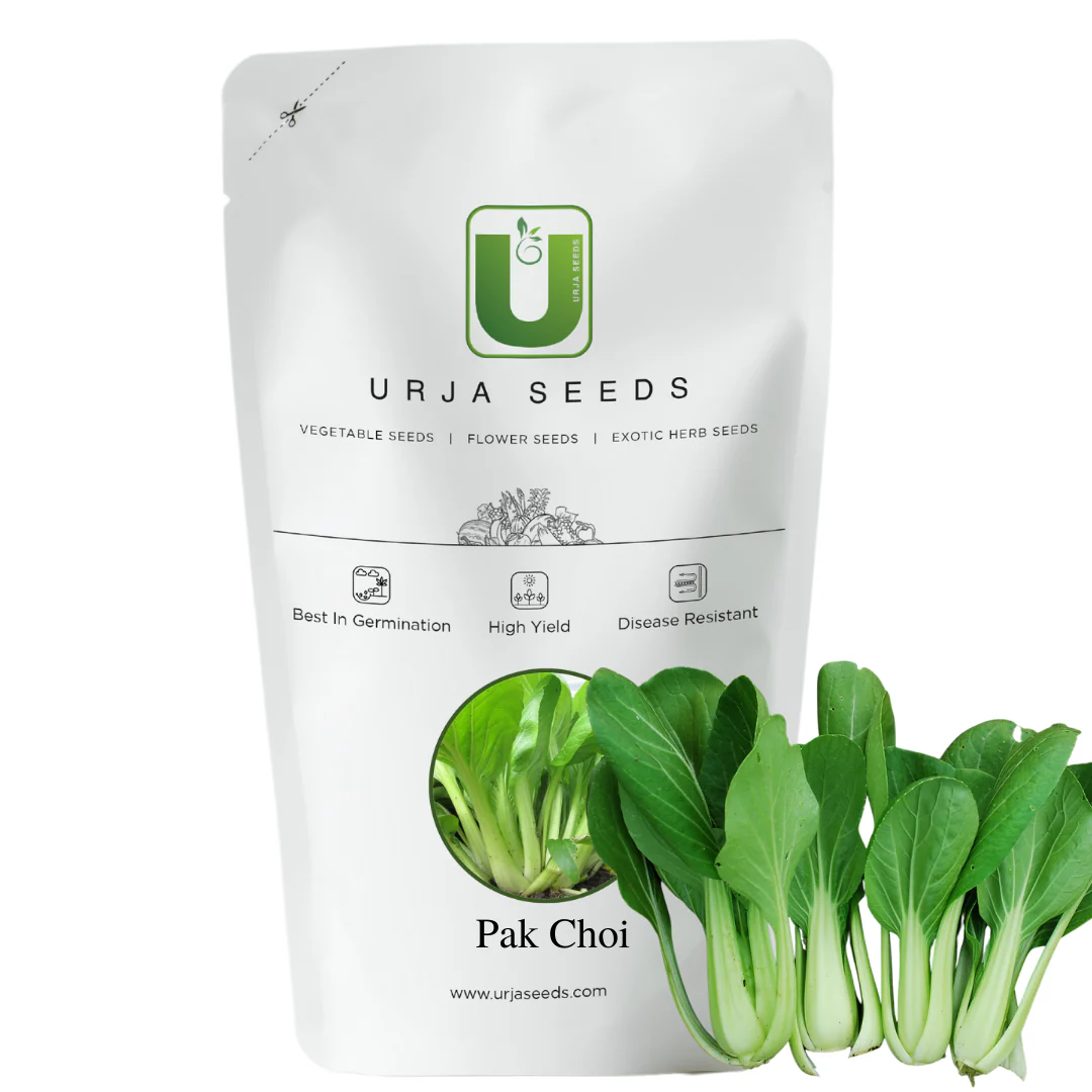 Pak Choi Seeds All Green - Image 2