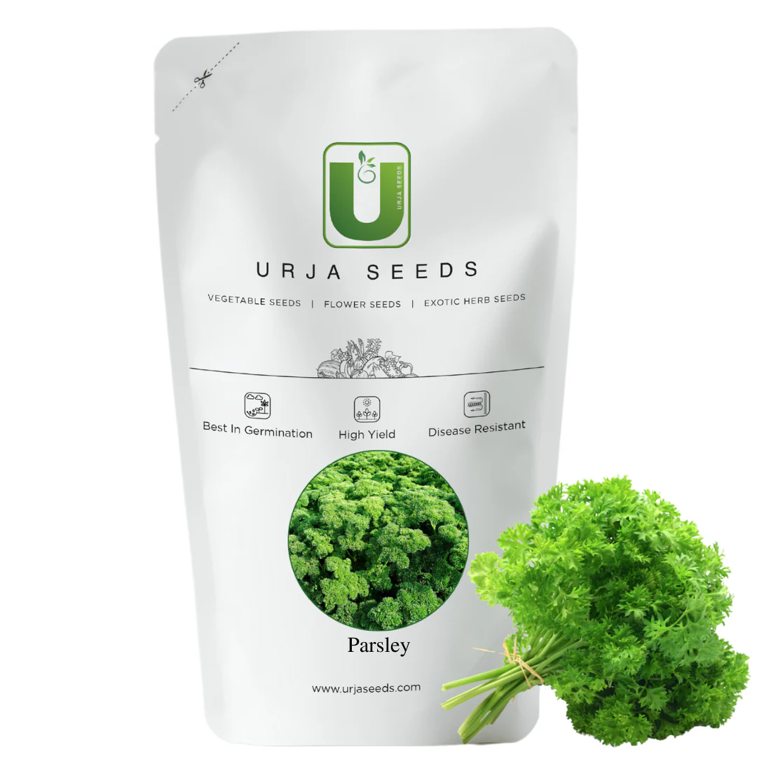 Parsley Seeds-Cress Curled - Image 2