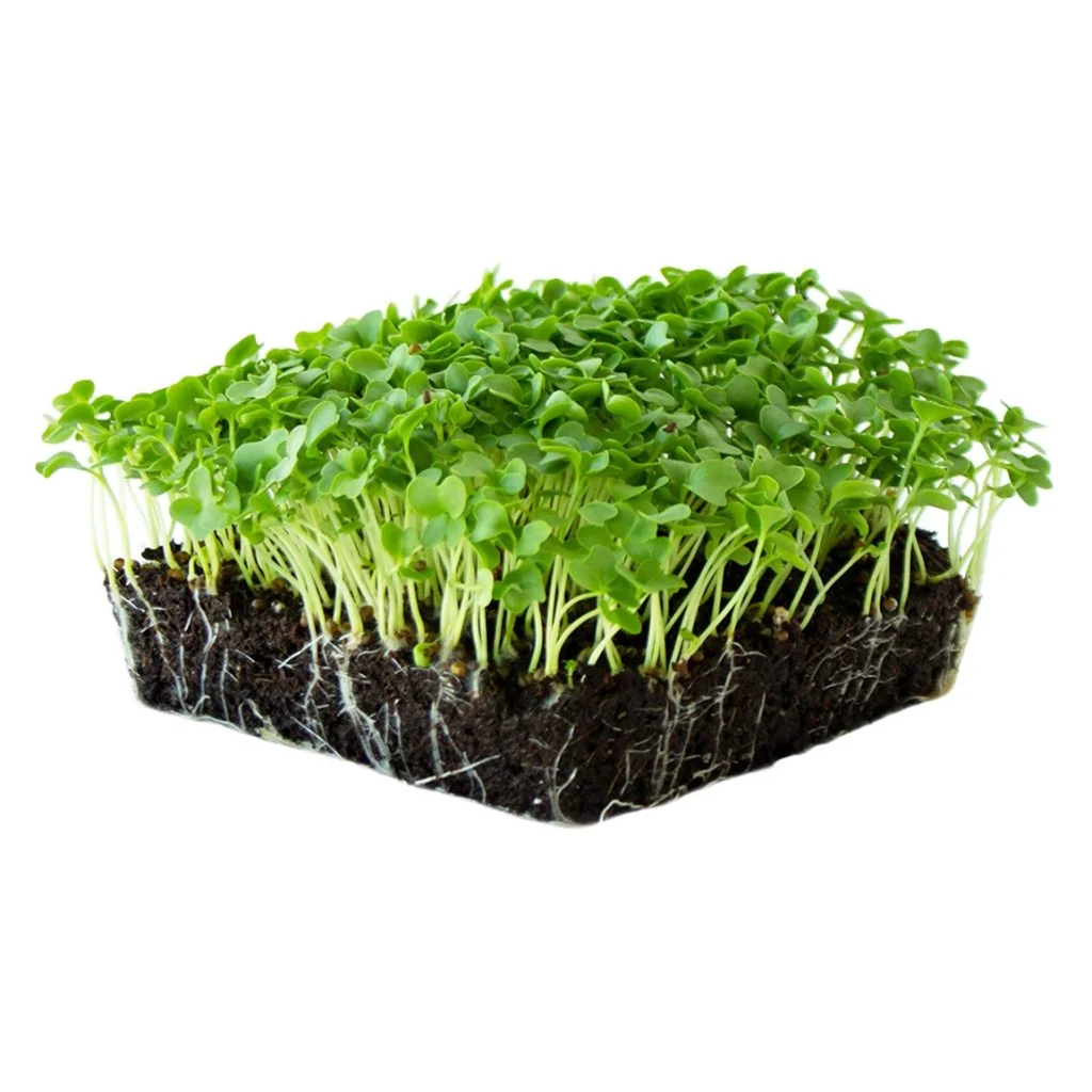 Carrot - Micro green Seeds - Image 3