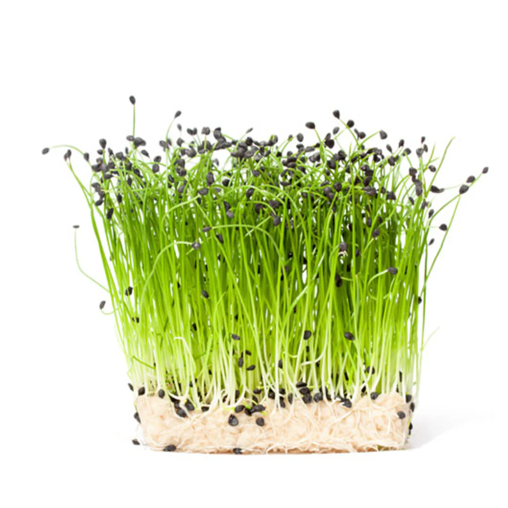 Onion - Micro green Seeds - Image 3